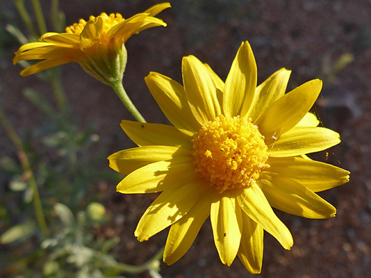 Hairy-Seed Bahia; Two flowerheads of bahia absinthifolia, in Rincon Valley, Tucson, Arizona