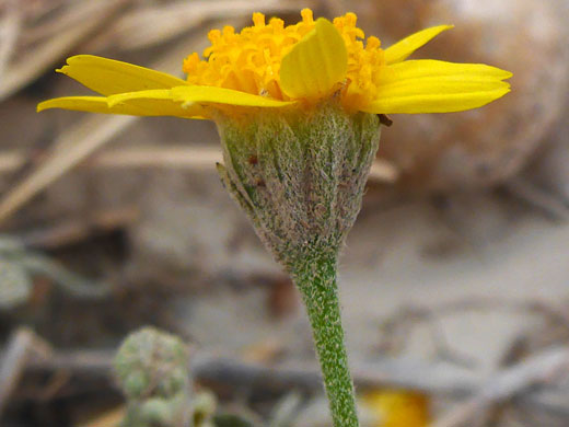 Hairy phyllaries