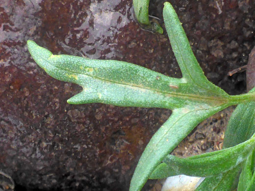 Lobed leaf