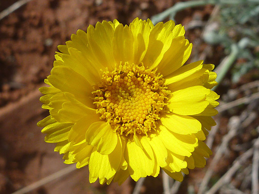 Desert Marigold; Yellow flower of baileya multiradiata (desert marigold), near Water Canyon, Utah