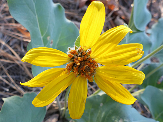 Arrowleaf Balsamroot; Arrowleaf balsamroot (balsamorhiza sagittata), Norwood, Colorado