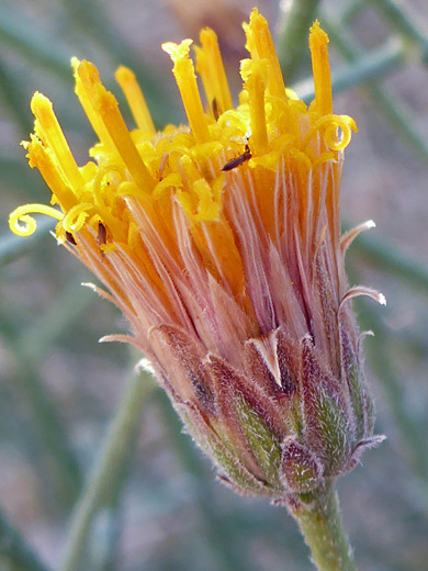 Sweetbush; Recurved phyllaries of different lengths; bebbia juncea, Bristol Mountains, Mojave Trails National Monument, California