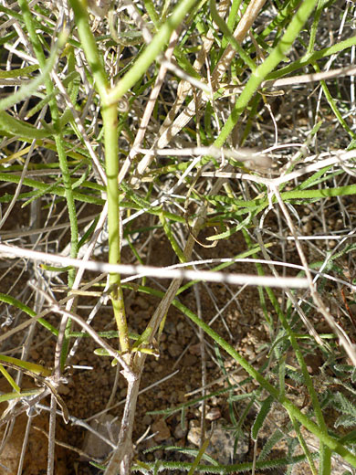 Sweetbush