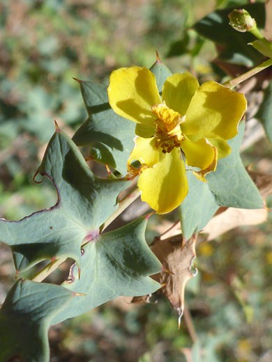 Leaves and flower