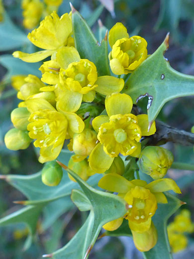 Kofa Barberry; Berberis harrisoniana (Kofa barberry), Mt Ajo, Organ Pipe Cactus National Monument, Arizona