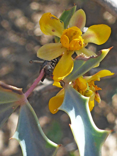 Flowers and leaves