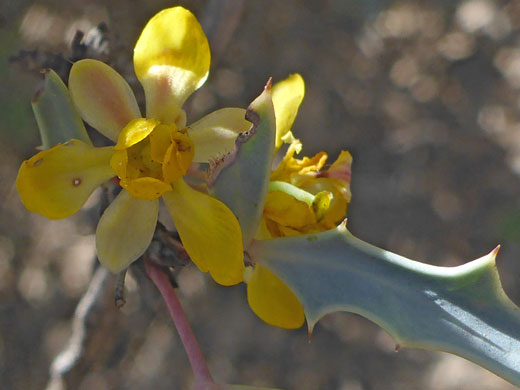 Yellow flowers