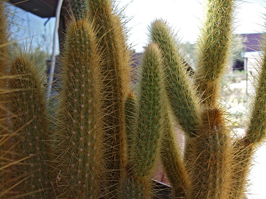 Bergerocactus emoryi