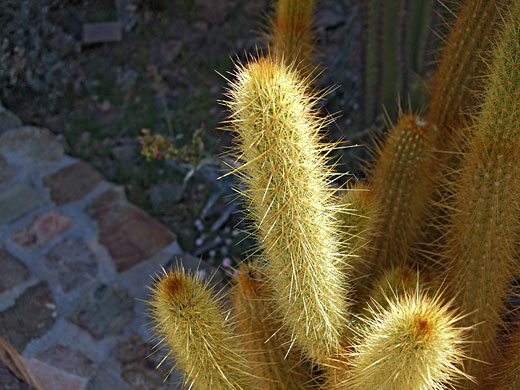 Golden spines of bergerocactus emoryi