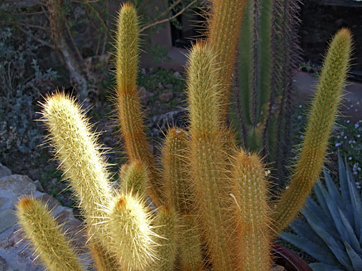 Cluster of bergerocactus emoryi