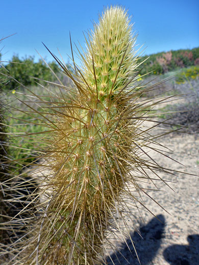 New growth