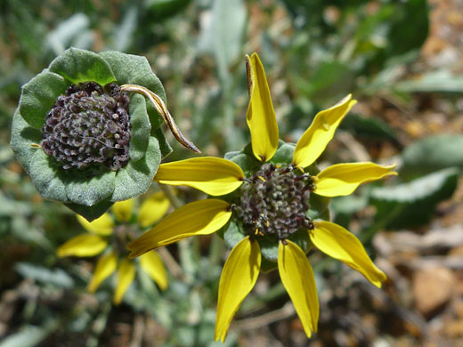 Chocolate Flower