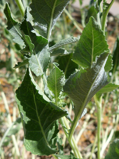 Green leaves