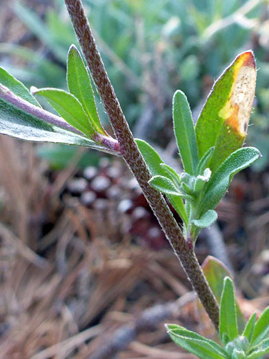 Stem and leaves