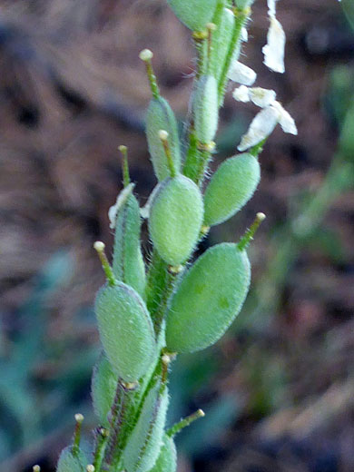 Hoary Alyssum