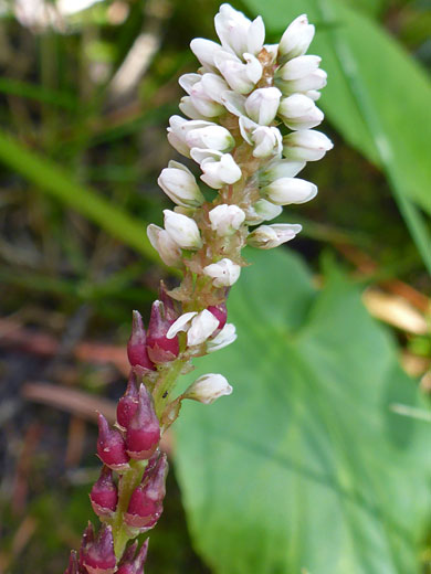 Alpine Bistort; Bistorta vivipara, Ramparts Trail, Cedar Breaks National Monument, Utah