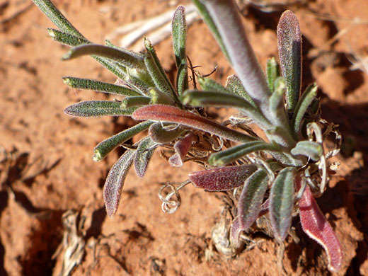 Lower stem leaves