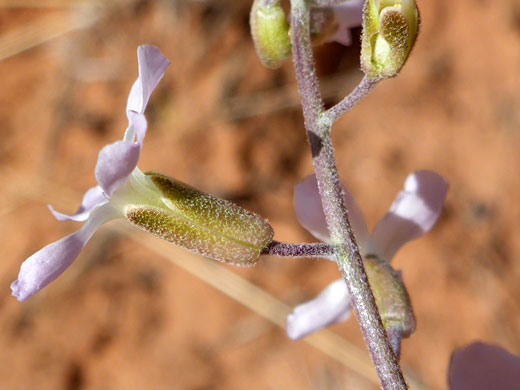 Stellate calyx hairs