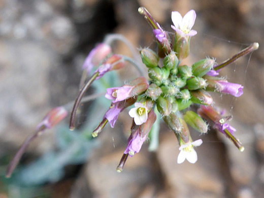 Flagstaff Rockcress; Flower cluster of boechera gracilipes, Sycamore Falls, Arizona