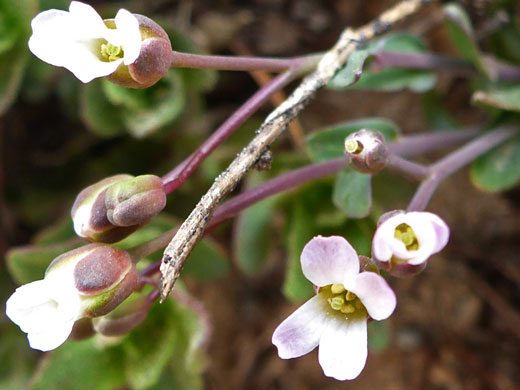 Pioneer Rockcress; Pioneer rockcress (boechera howellii), Bishops Pass Trail, Sierra Nevada, California