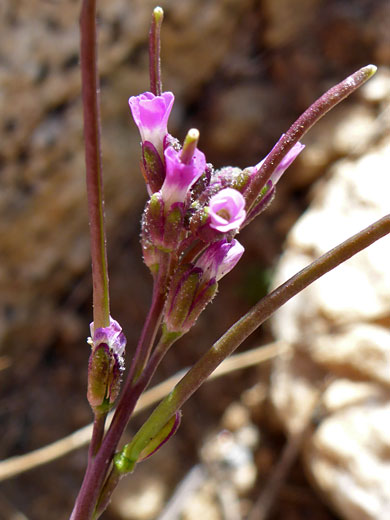 Lemmon's Rockcress; Boechera lemmonii (lemmon's rockcress), Bishops Pass Trail, Sierra Nevada, California