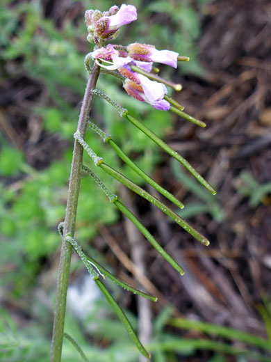 Dropseed Rockcress; Boechera pendulocarpa (dropseed rockcress), Bishops Pass Trail, Sierra Nevada, California