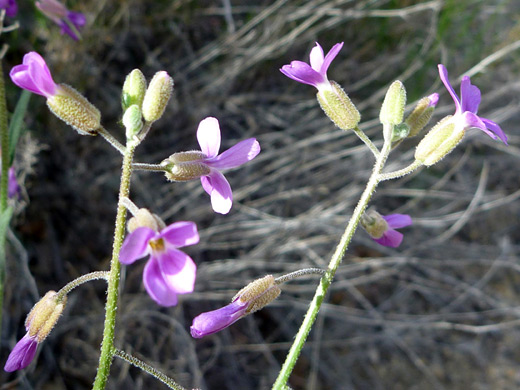 Prince's Rockcress; Pink-purple flowers of boechera pulchra, along the Panorama Trail, Joshua Tree National Park, California