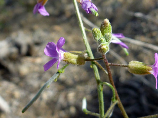 Prince's Rockcress