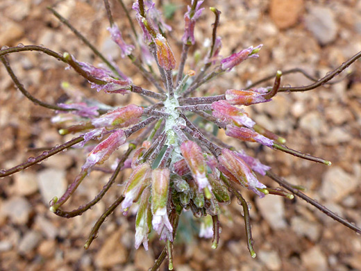 Shockley's Rockcress; Withered purple flowers of boechera shockleyi, at Mountain Springs Peak, Red Rock Canyon National Conservation Area, Nevada