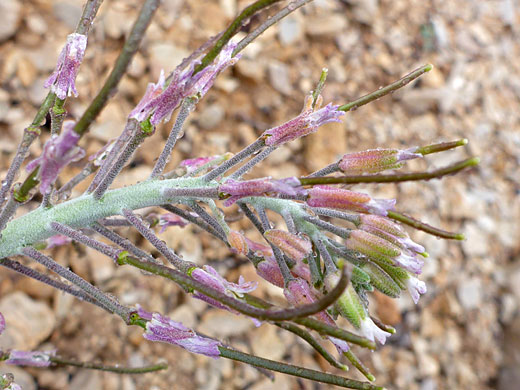 Shockley's Rockcress