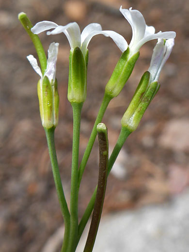 Drummond's Rockcress; Boechera stricta (drummond's rockcress), Glacier Trail, Great Basin National Park, Nevada