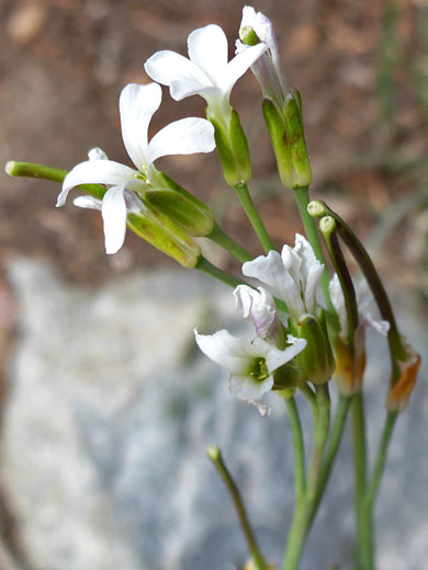 Drummond's Rockcress