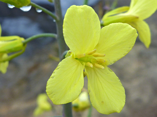Wild Cabbage; Yellow, four-petaled flowers of brassica oleracea - Mendocino Headlands State Park, California