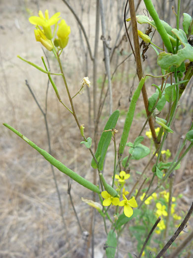 Field Mustard