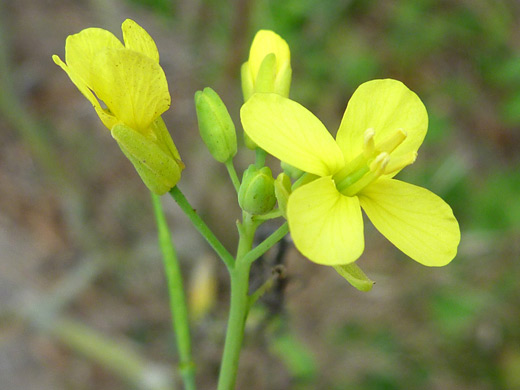 Field Mustard; Brassica rapa along the Wildcat Beach Trail, Point Reyes National Seashore, California