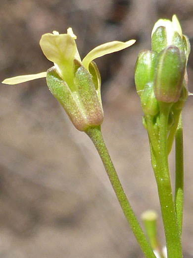 Pale Cabbage; Brassica tournefortii (pale cabbage), Bill Williams River, Alamo Lake State Park, Arizona