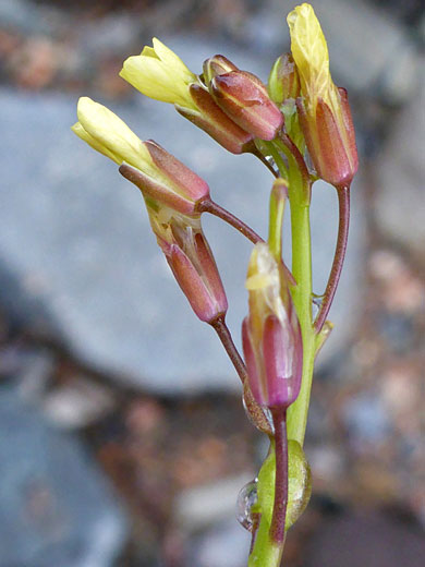 Purplish sepals
