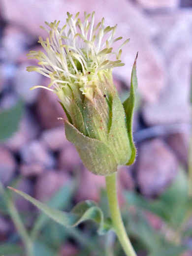 Hollyleaf Brickellbush; Broad, greenish phyllaries; brickellia atractyloides, Salt Trail, Little Colorado River, Arizona
