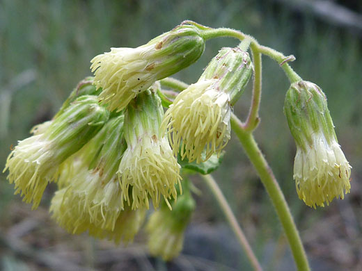Tasselflower Brickellbush