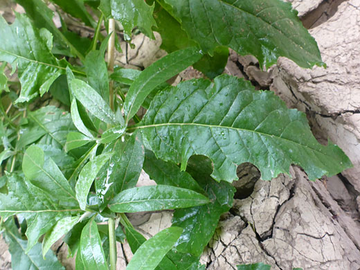 Hairless leaves