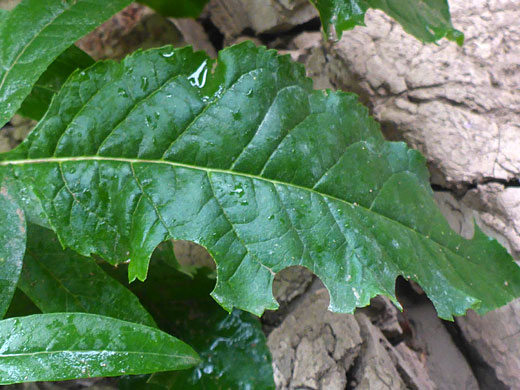 Dentate leaf