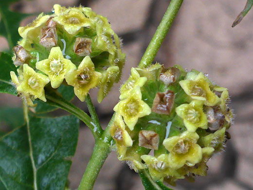 Greenish-yellow inflorescence