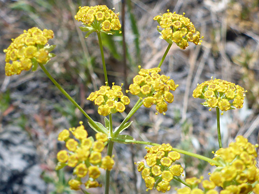 American Thorow Wax; Yellow flowerheads of bupleurum americanum, along the Sepulcher Mountain Trail, Yellowstone National Park, Wyoming