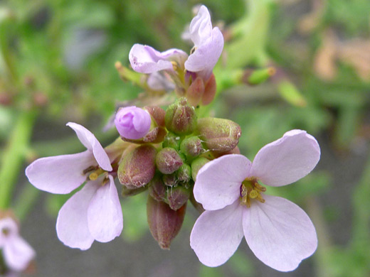 European Searocket; Cakile maritima, Sisters Rocks State Park, Oregon