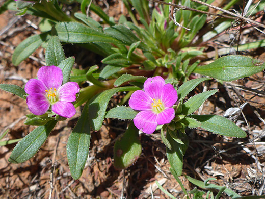 Red Maids; Two flowers of calandrinia ciliata, Margs Draw Trail, Sedona, Arizona