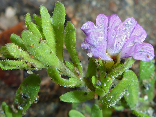 Seaside Petunia; Calibrachoa parviflora (seaside petunia), Camp Creek Falls, Arizona