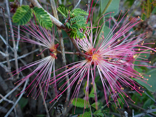 Fairy Duster; Calliandra eriophylla (fairy duster), Tortolita Mountains, Arizona