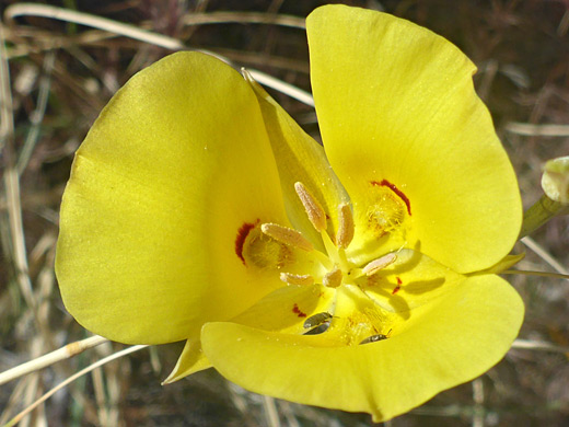 Golden Mariposa Lily; Golden mariposa lily (calochortus aureus), Crystal Forest, Petrified Forest, Arizona