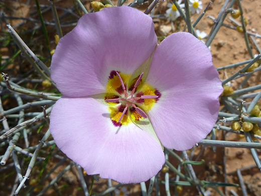Winding Mariposa Lily; Symmetric flower of calochortus flexuosus (winding mariposa lily), near Lake Mead