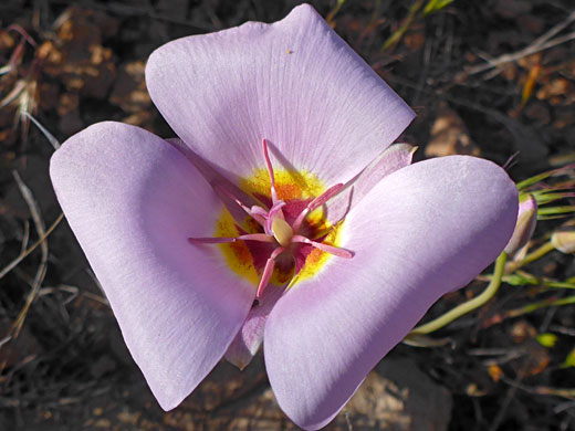 Curving petals